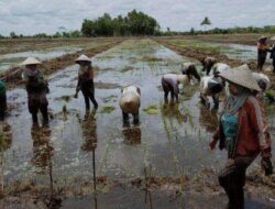 Mengaku Sudah Diskusi dengan Luhut Binsar Panjaitan, Wagub Kalteng Siapkan 100 Ribu Hektare Lahan Pertanian