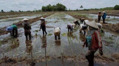 Mengaku Sudah Diskusi dengan Luhut Binsar Panjaitan, Wagub Kalteng Siapkan 100 Ribu Hektare Lahan Pertanian