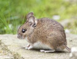 Dijamin Tikus Lari dari Dapur, Coba Tips Ini
