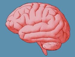 Stres Berdampak Buruk dengan Kesehatan Otak, Picu Demensia