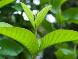 Bikin Obat Batuk Pakai Daun Biji Jambu, Ini Cara Mengolahnya