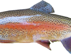 Ternyata Ini Sederet Manfaat Ikan Kerapu