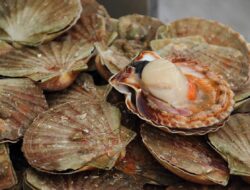 Ini Manfaat Kerang Simping bagi Kesehatan, Diantaranya Menjaga Kesehatan Otak
