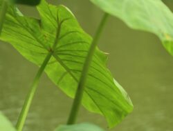 Ini 9 Khasiat Daun Talas yang Masih Asing Ditelinga