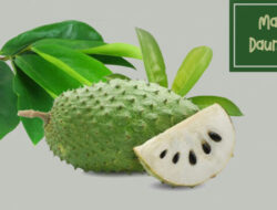 Tak hanya Buahnya, Ini Lima Manfaat Daun Sirsak Bagi Kesehatan